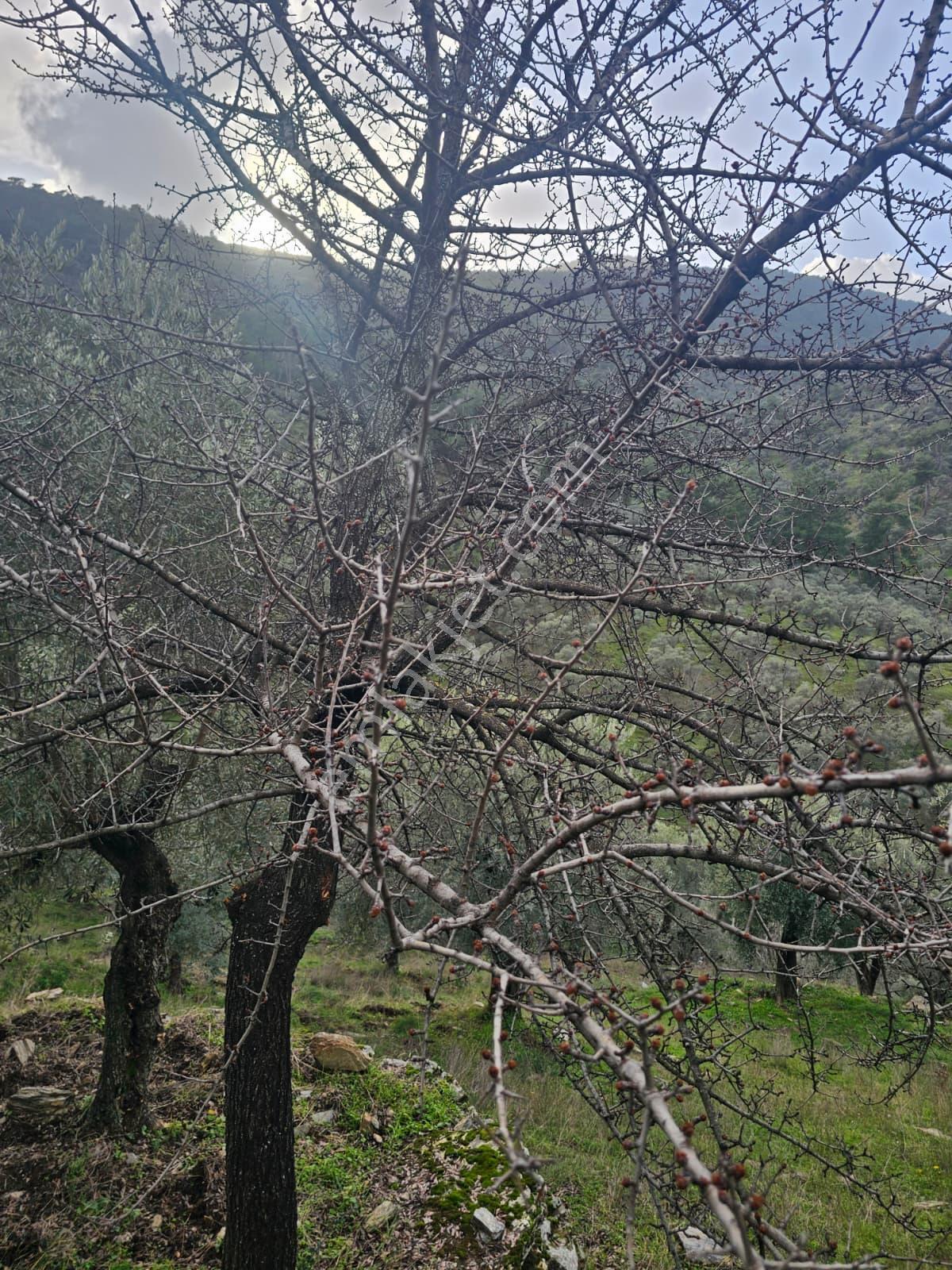 Muğla Milas Önünde Dere Akan Satılık Zeytinlik - Görsel 11