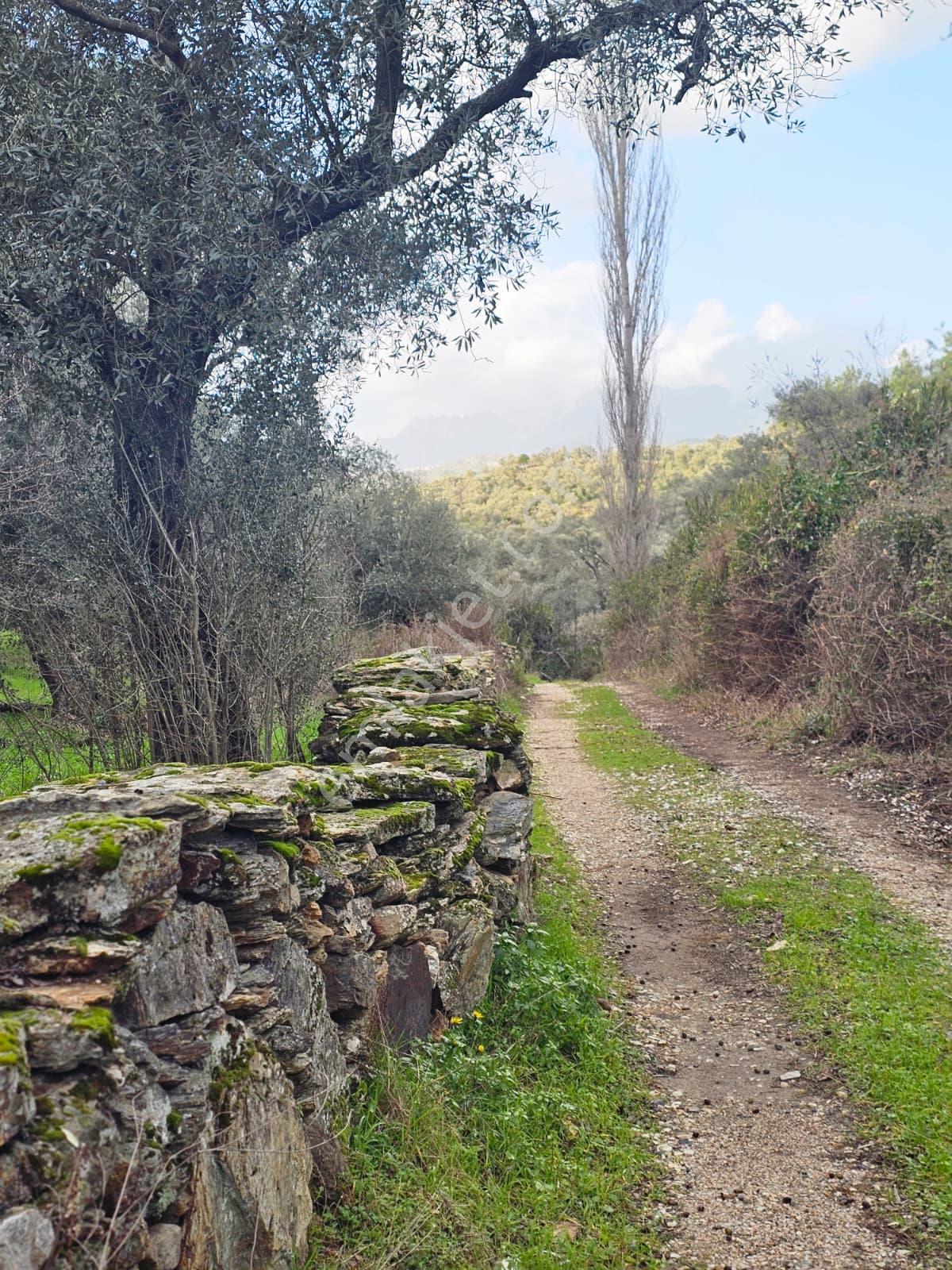 Muğla Milas Önünde Dere Akan Satılık Zeytinlik - Görsel 13