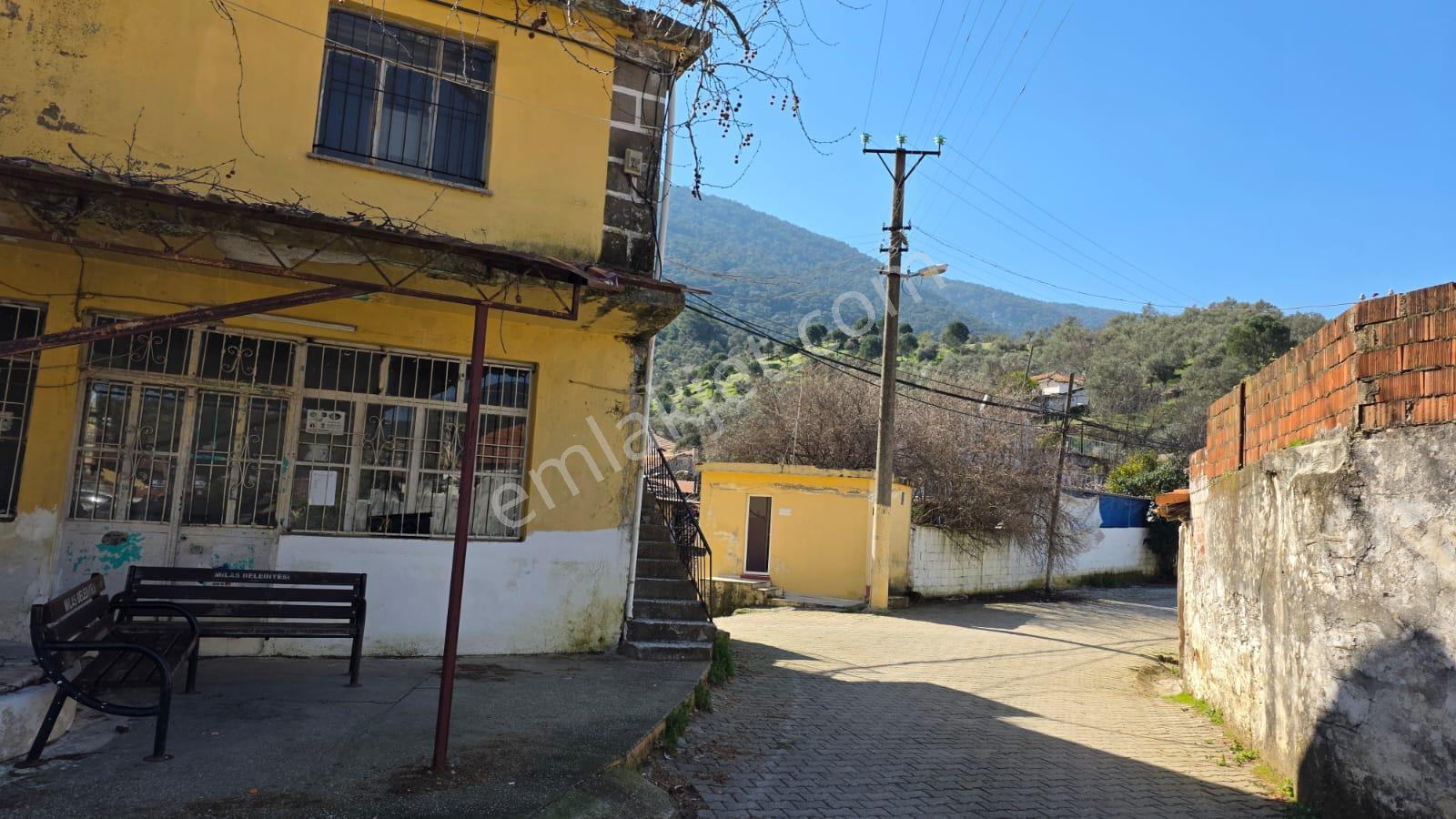 Muğla Milas Önünde Dere Akan Satılık Zeytinlik - Görsel 16