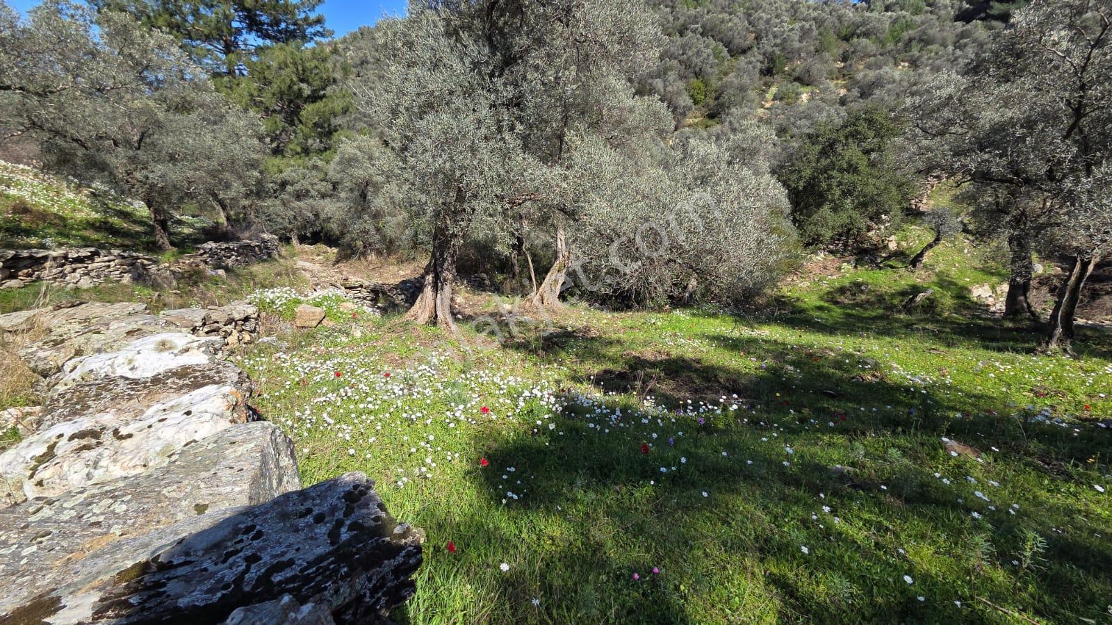 Muğla Milas Önünde Dere Akan Satılık Zeytinlik - Görsel 23