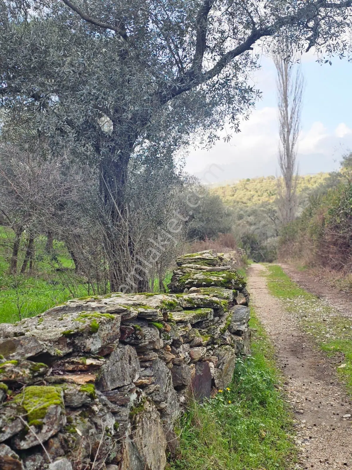 Muğla Milas Önünde Dere Akan Satılık Zeytinlik - Görsel 12