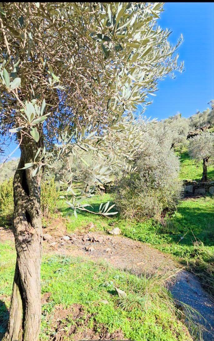 Muğla Milas Önünde Dere Akan Satılık Zeytinlik - Görsel 15