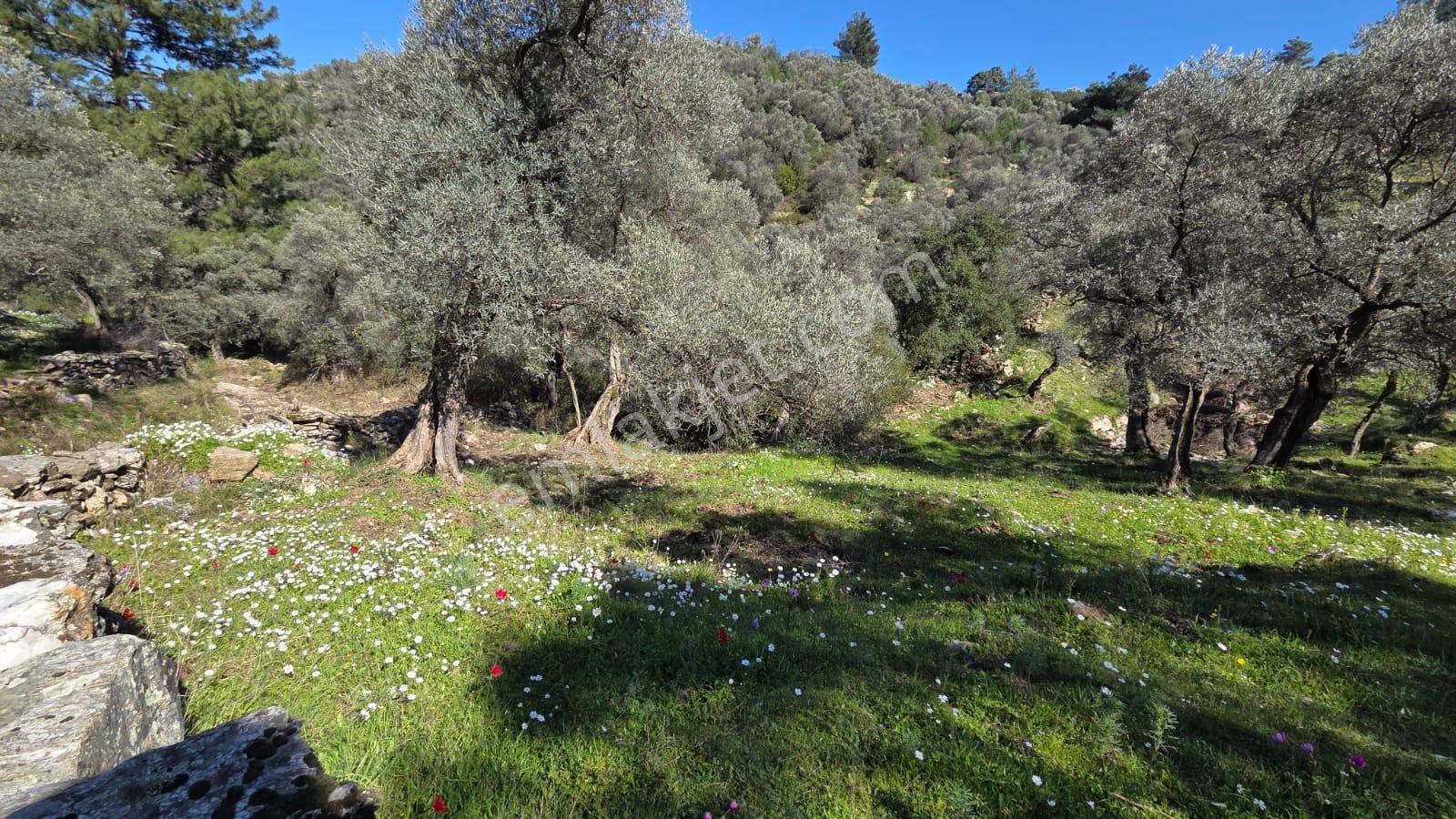 Muğla Milas Önünde Dere Akan Satılık Zeytinlik - Görsel 26