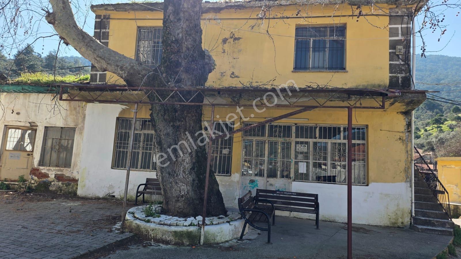 Muğla Milas Önünde Dere Akan Satılık Zeytinlik - Görsel 20