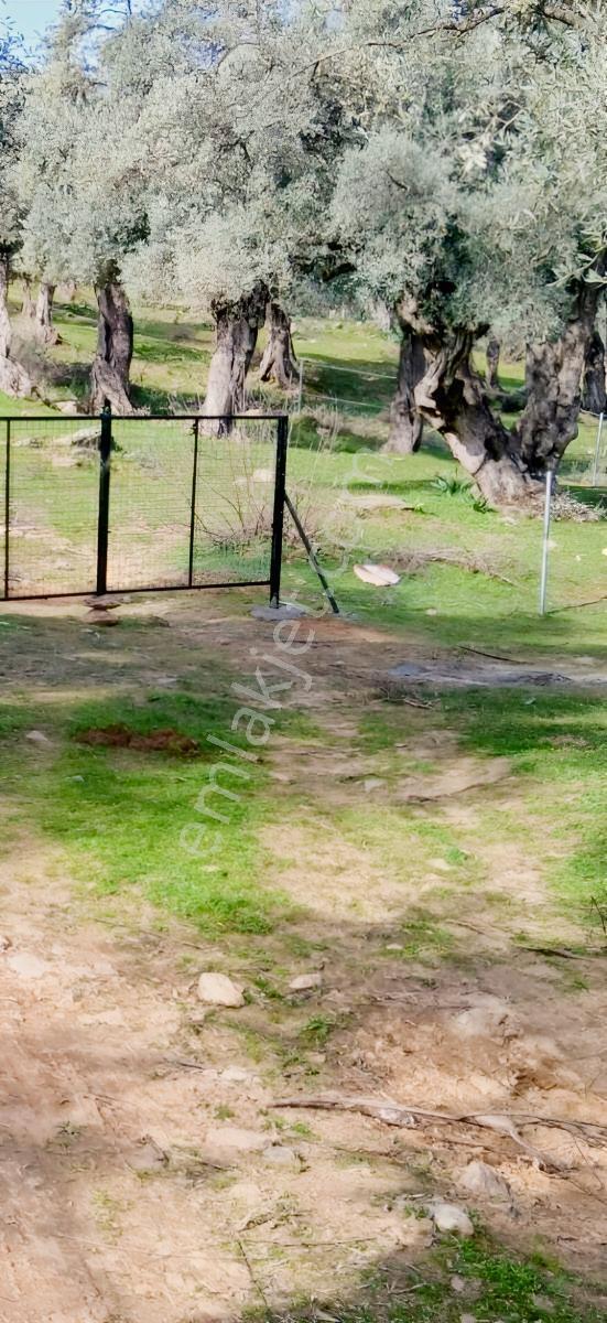 Milas Çınarlı'da Anayola Yakın Düz Zemin Zeytinlik - Görsel 27
