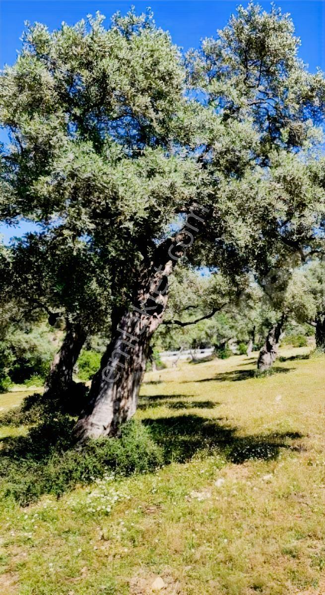 Milas Çınarlı'da Anayola Yakın Düz Zemin Zeytinlik - Görsel 16