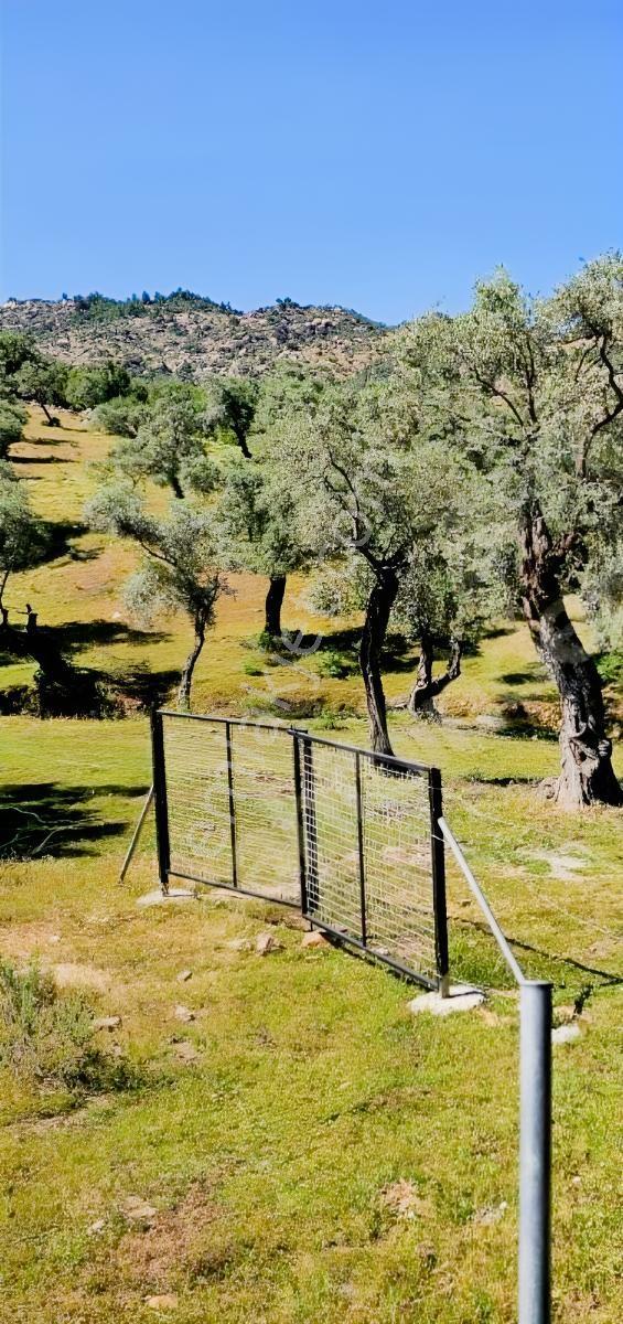 Milas Çınarlı'da Anayola Yakın Düz Zemin Zeytinlik - Görsel 21