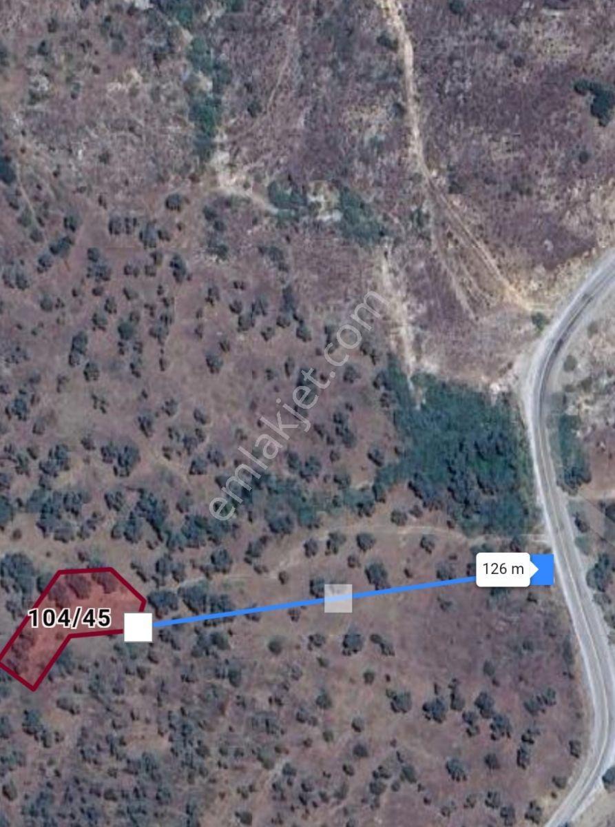 Milas Çınarlı'da Anayola Yakın Düz Zemin Zeytinlik