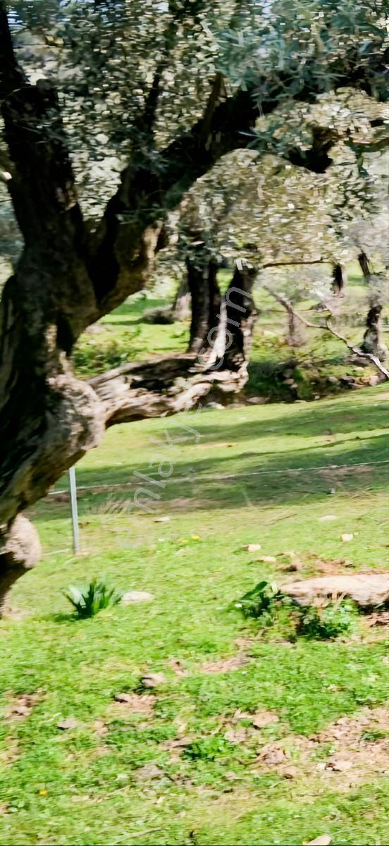 Milas Çınarlı'da Anayola Yakın Düz Zemin Zeytinlik - Görsel 12