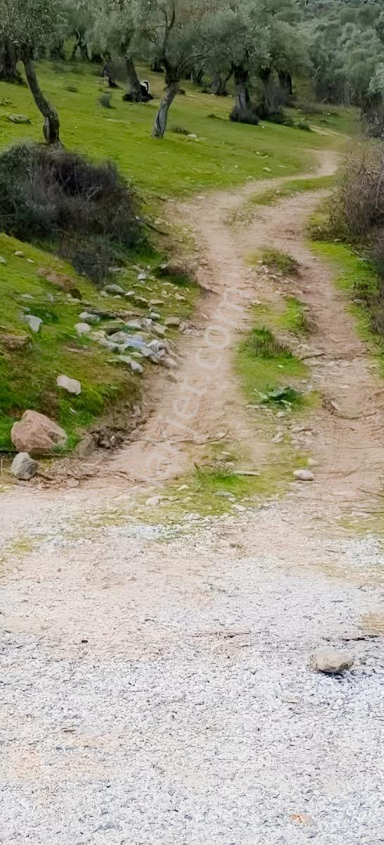 Milas Çınarlı'da Anayola Yakın Düz Zemin Zeytinlik - Görsel 4