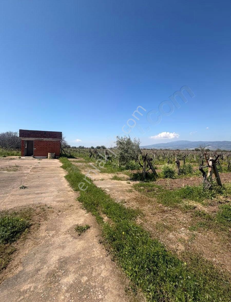 Manisa Ahmetli Gökkaya Mahallesinde 13.600m² Bağ Satılık