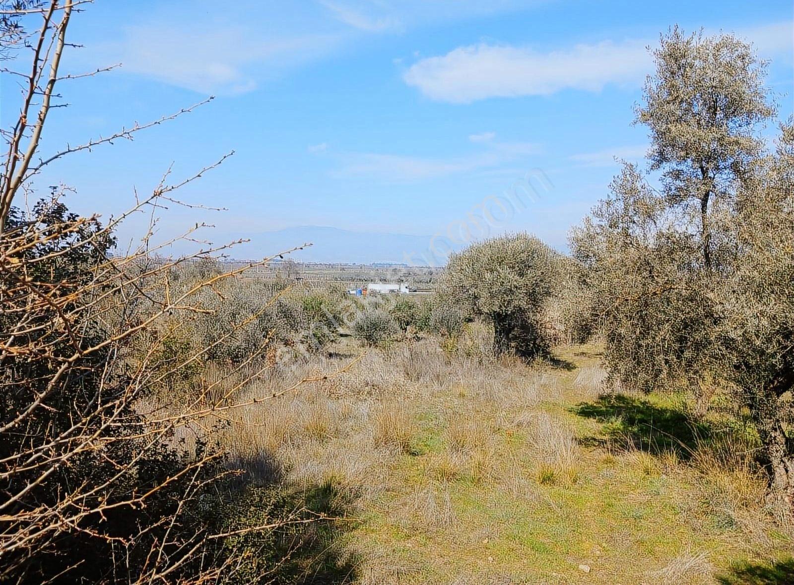 Manisa Ahmetli Gökkaya Mah 6000m² Tarla Satılık - Görsel 12
