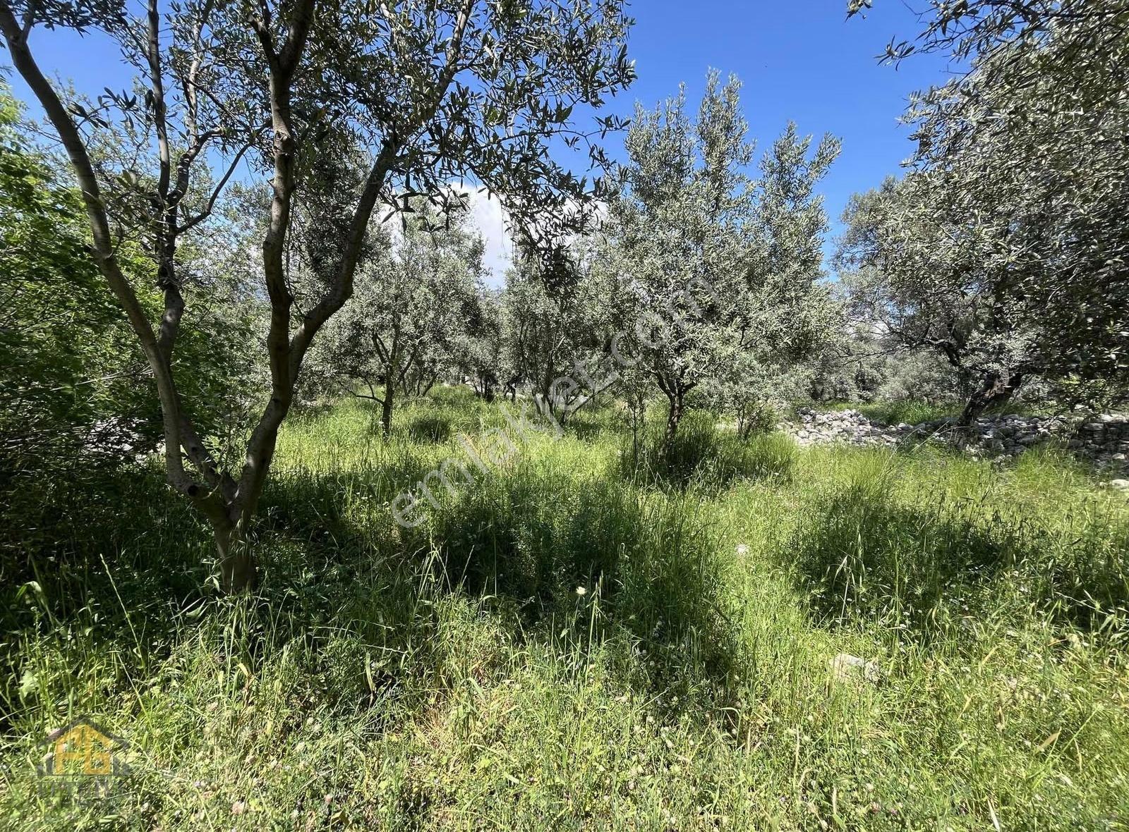 Esenköyde Satılık Müstakil Tapulu 478m2 Tarla - Görsel 4