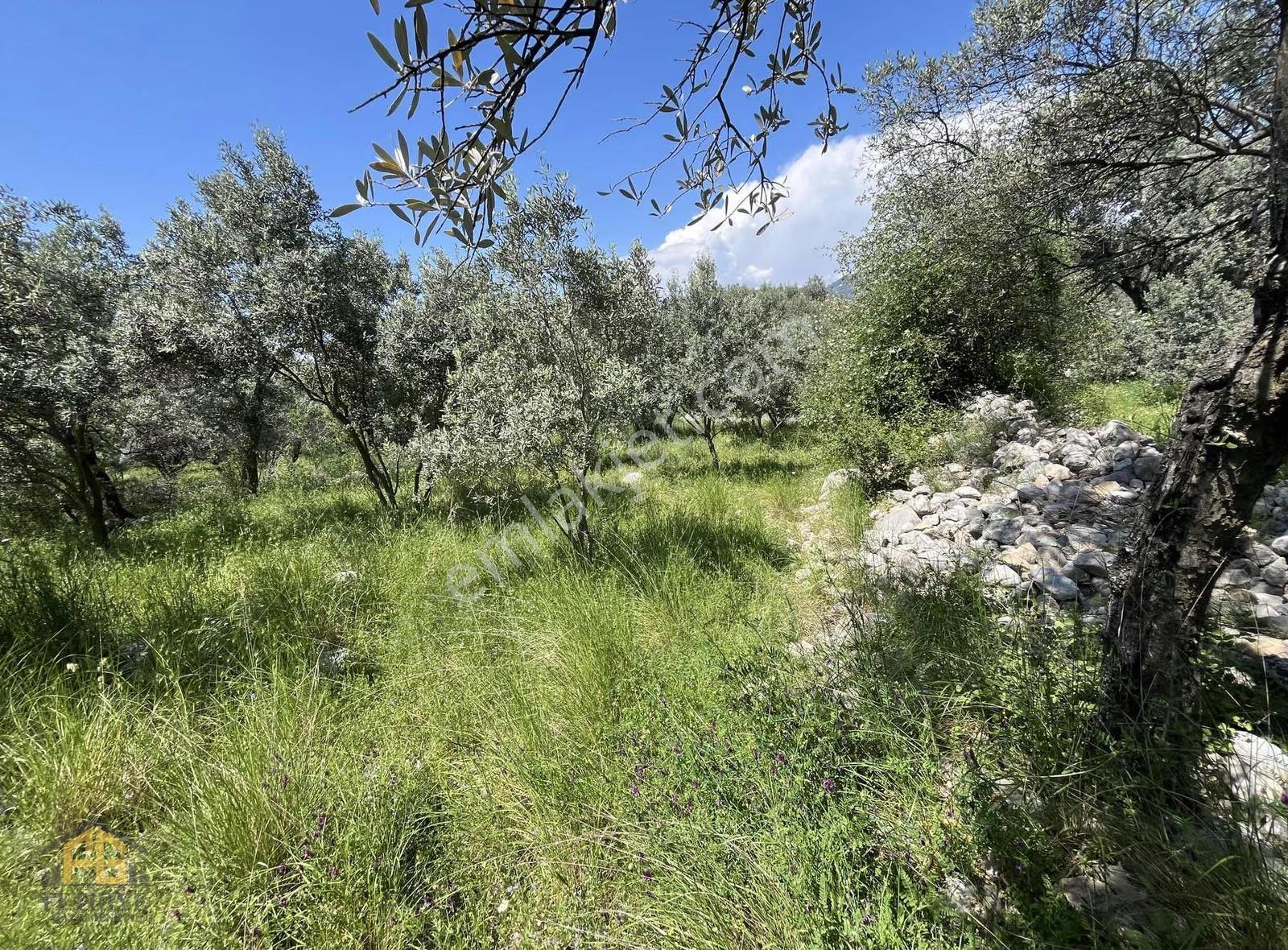 Esenköyde Satılık Müstakil Tapulu 478m2 Tarla - Görsel 7