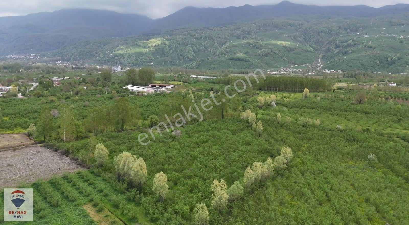 Sakarya Hendek Camili 193 Ada 16 Parsel | 11.370 M² Tarla