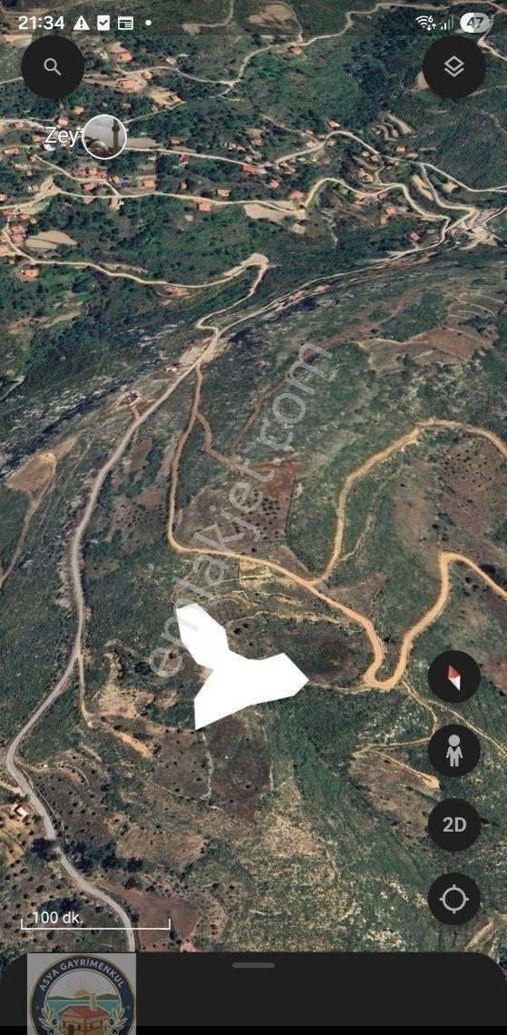 Menteşe Zeytinde Deniz Manzaralı, Yatırımlık 5 Dönüm Tarla - Görsel 9