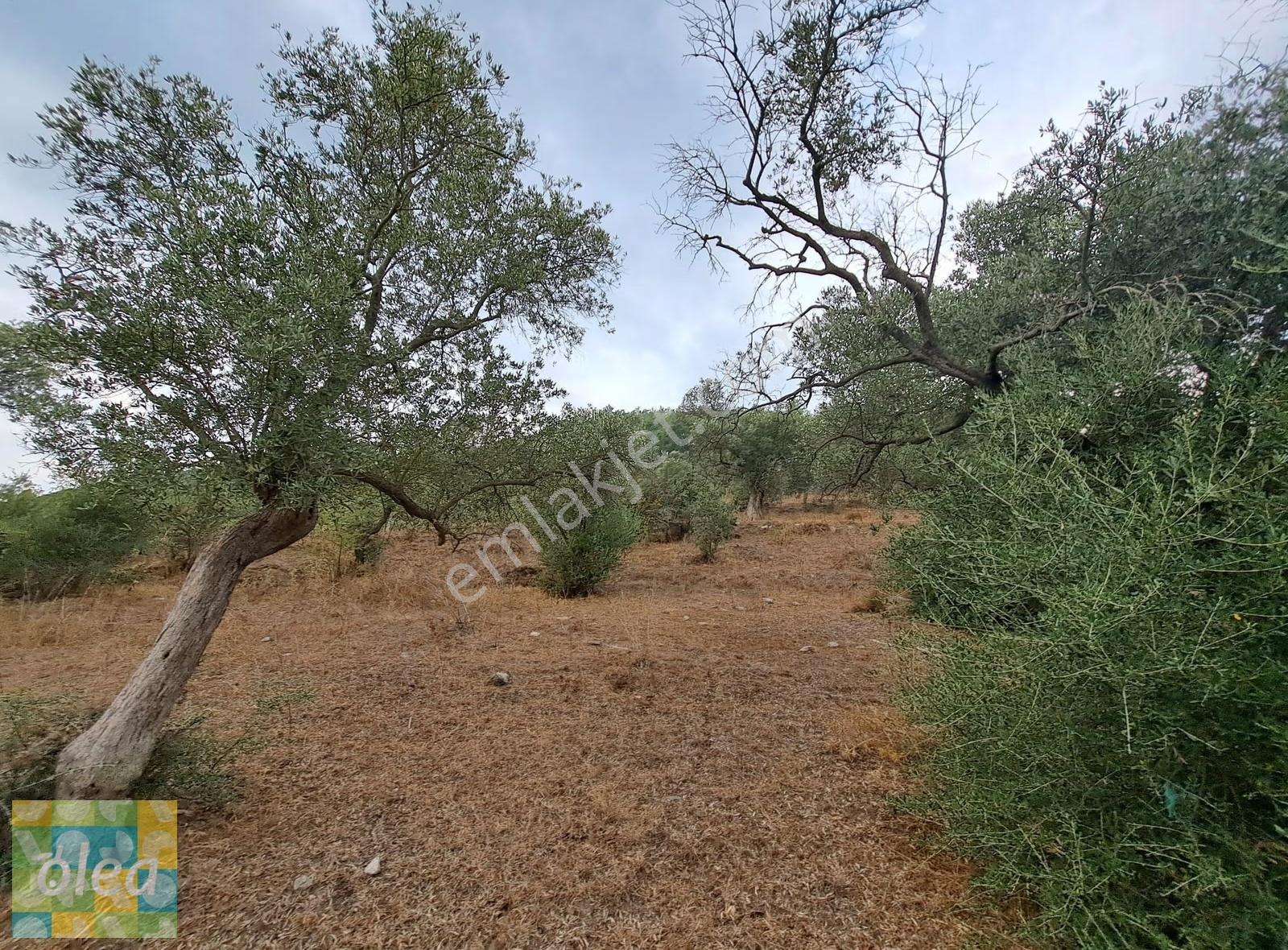 Muğla Milas Dibekdere Mahallesinde Satılık Zeytinlik - Görsel 9