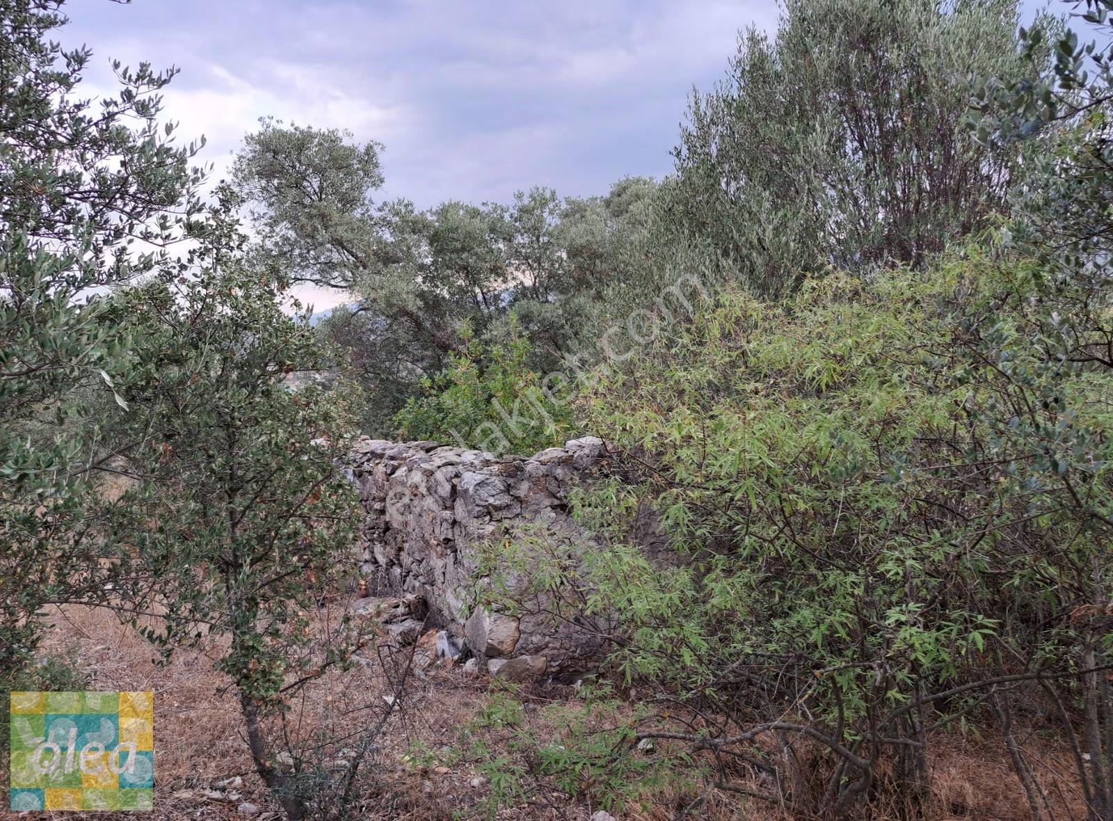 Muğla Milas Dibekdere Mahallesinde Satılık Zeytinlik - Görsel 6