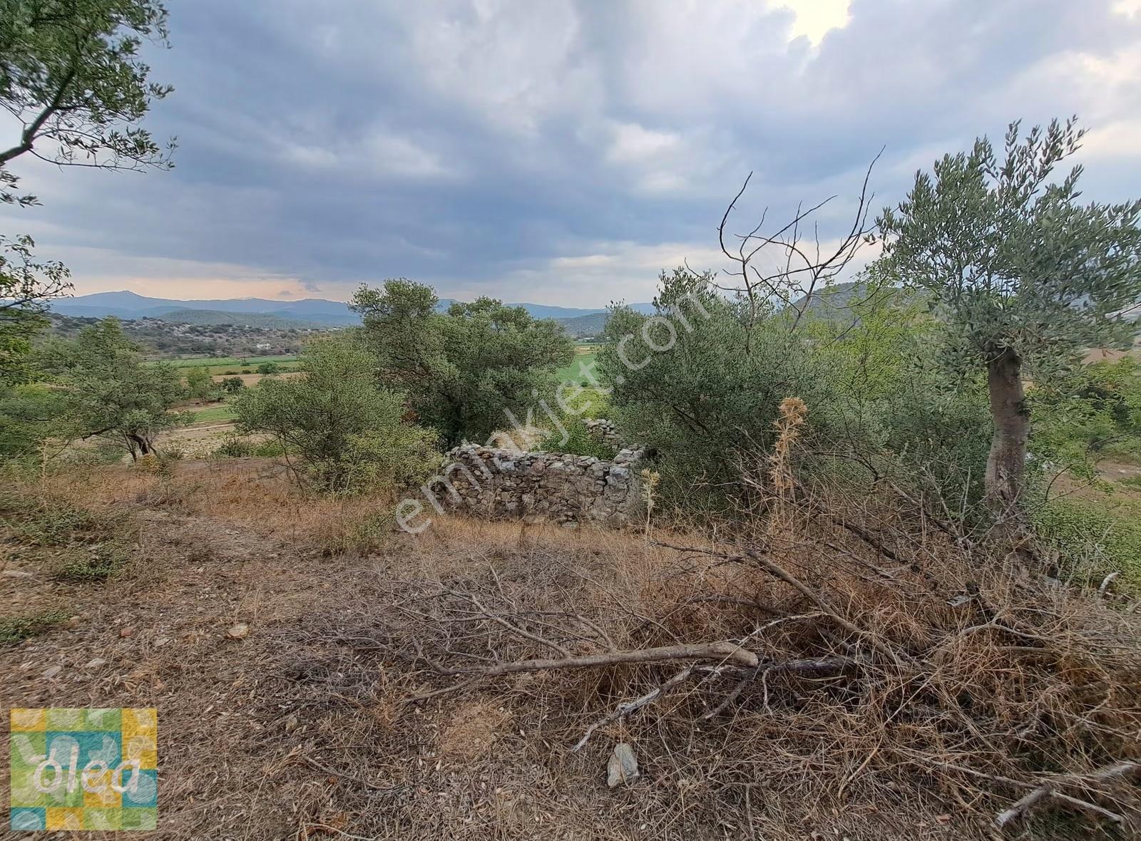 Muğla Milas Dibekdere Mahallesinde Satılık Zeytinlik - Görsel 11