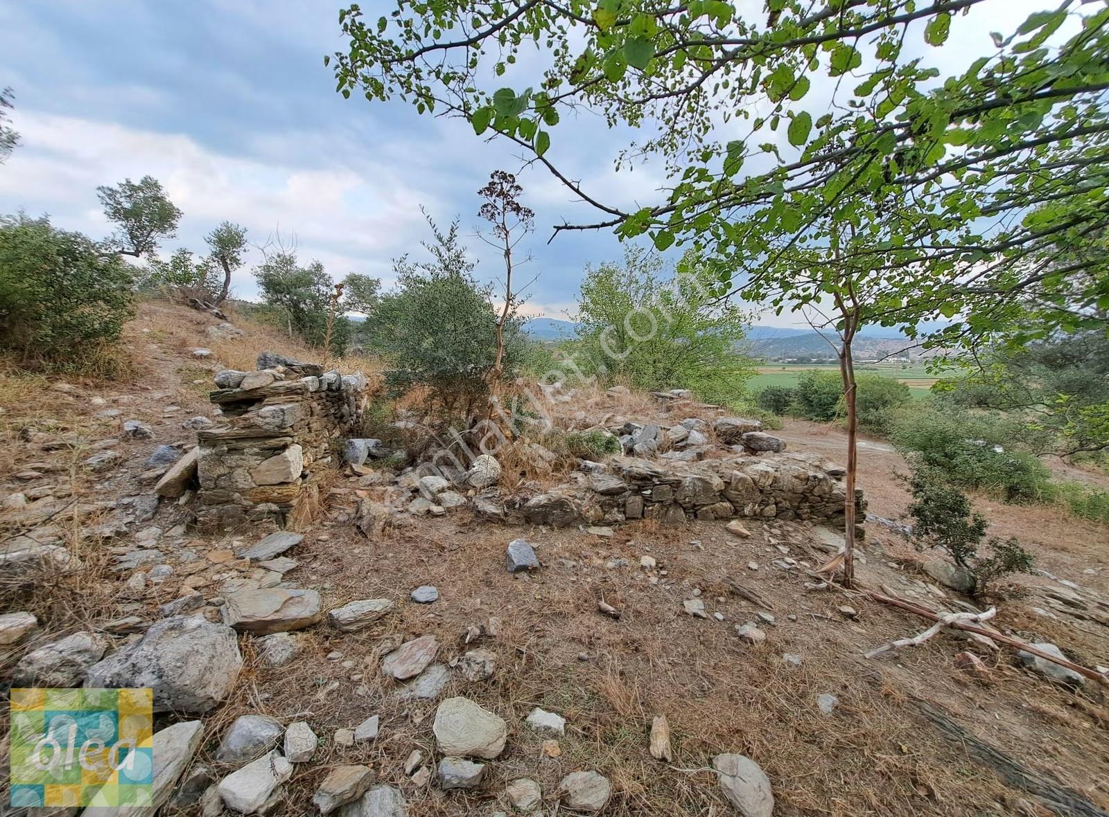 Muğla Milas Dibekdere Mahallesinde Satılık Zeytinlik - Görsel 4