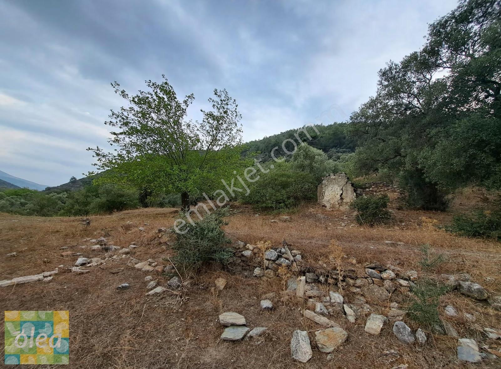 Muğla Milas Dibekdere Mahallesinde Satılık Zeytinlik - Görsel 13