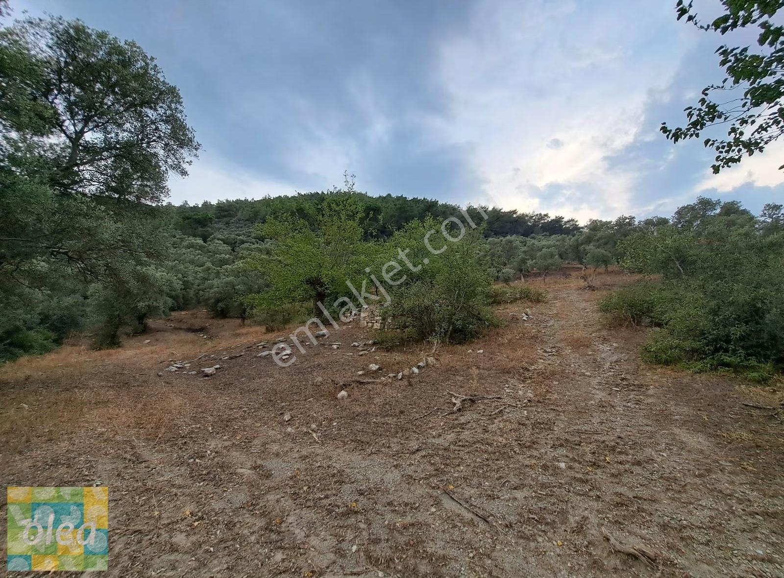 Muğla Milas Dibekdere Mahallesinde Satılık Zeytinlik - Görsel 7