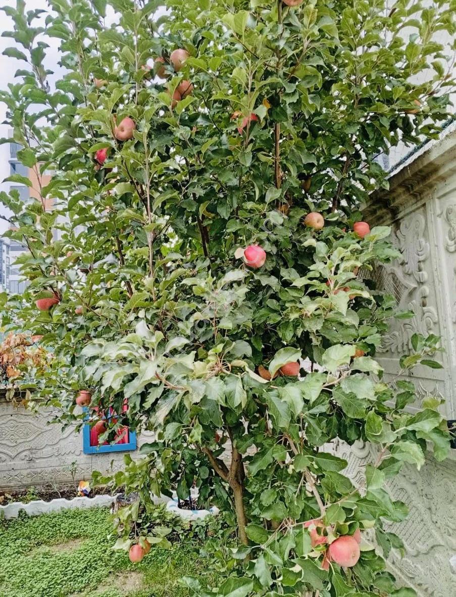 Çerkezköy Bağlık Mahallesin De Satılık Bahçeli Villa
