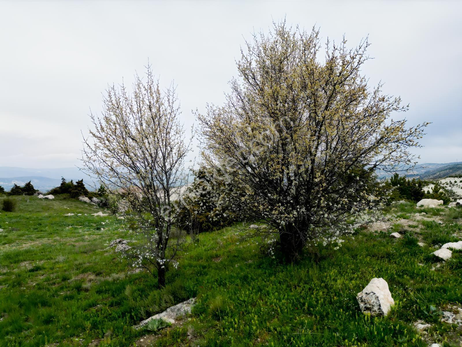 Yenikent E 10 Dk Mesafede_tek Tapu_bahçeye__uygun 3881m2 - Görsel 28