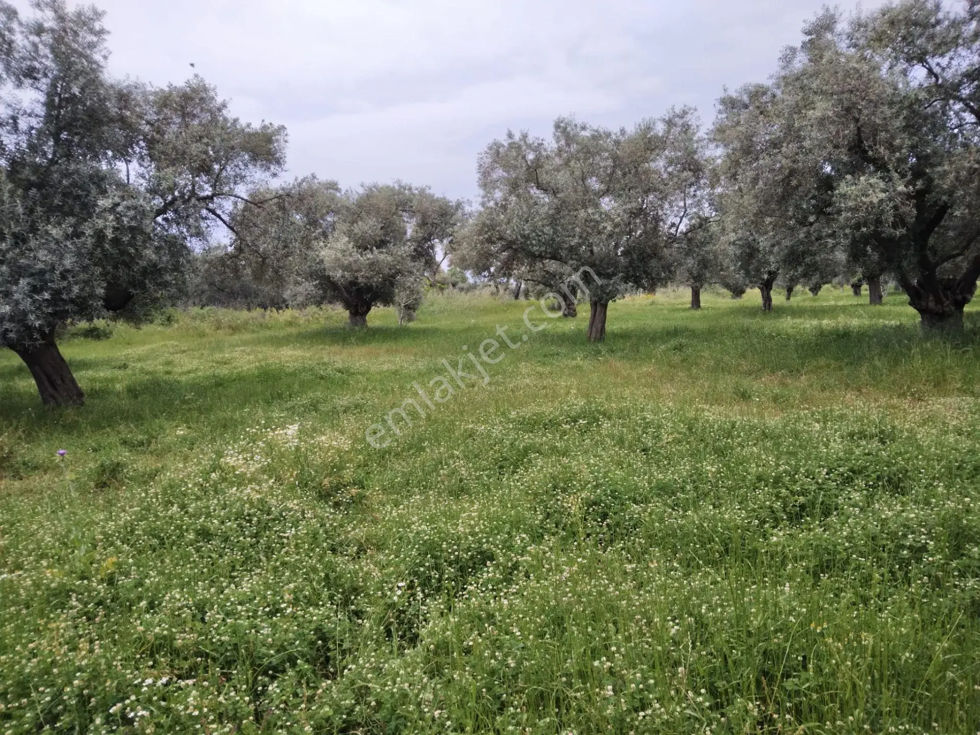 Tire Gökçen Yolu Üzerinde Yeni Sanayi Karşısında Zeytinlik - Görsel 4