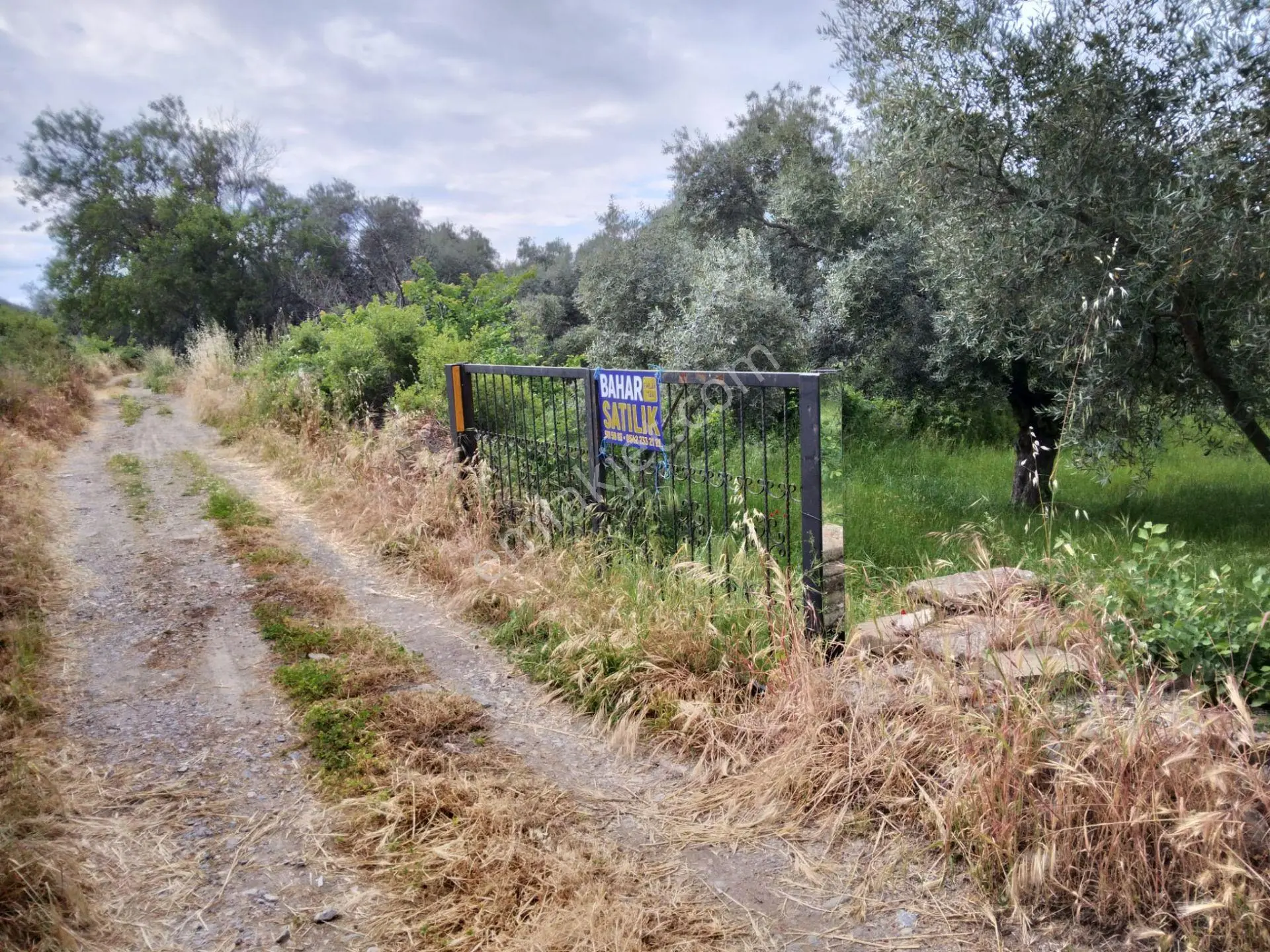 Tire Gökçen Yolu Üzerinde Yeni Sanayi Karşısında Zeytinlik