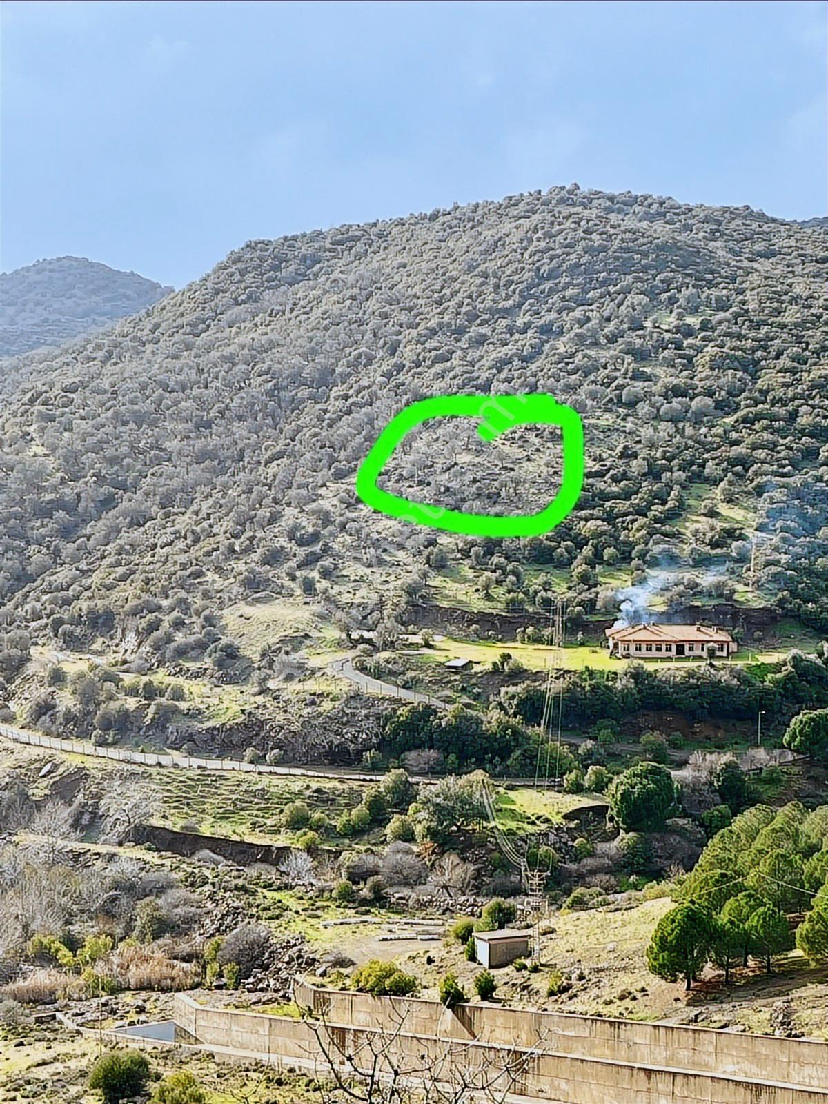 Turpa Arxesten Ayvalık Üçkabağaç Mahallesinde Satılık Zeytinlik - Görsel 2