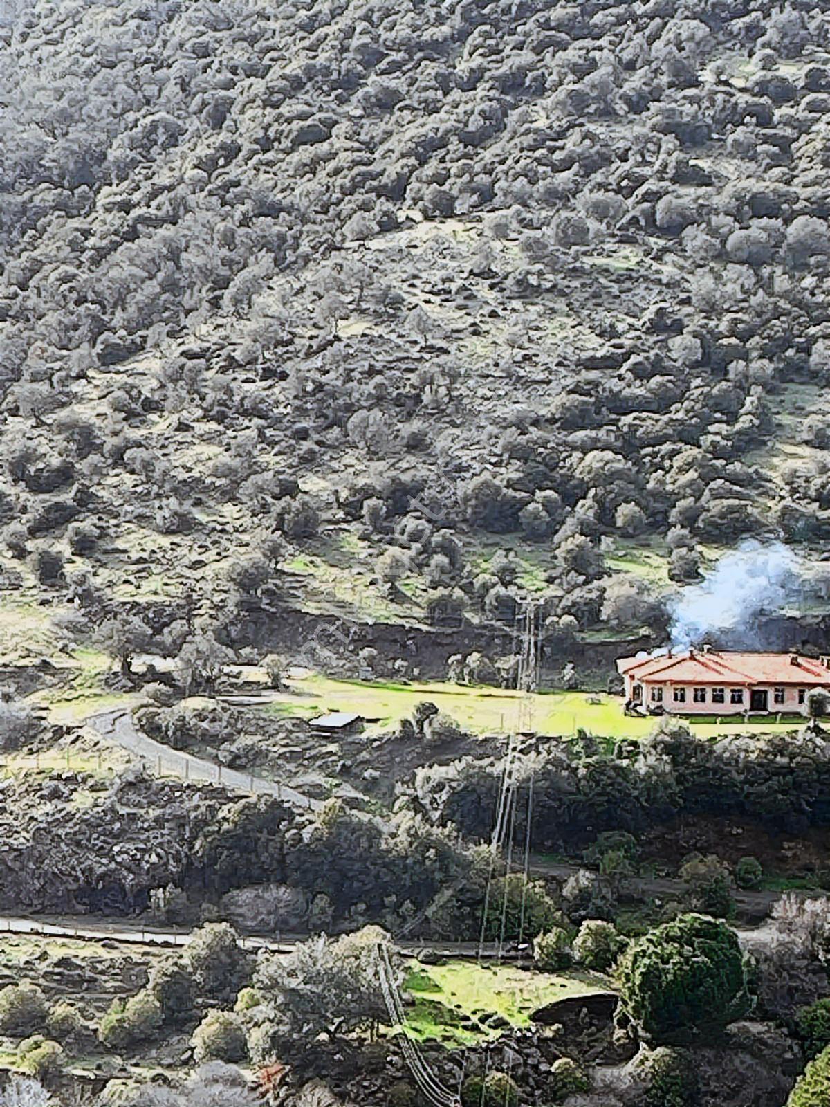 Turpa Arxesten Ayvalık Üçkabağaç Mahallesinde Satılık Zeytinlik - Görsel 3