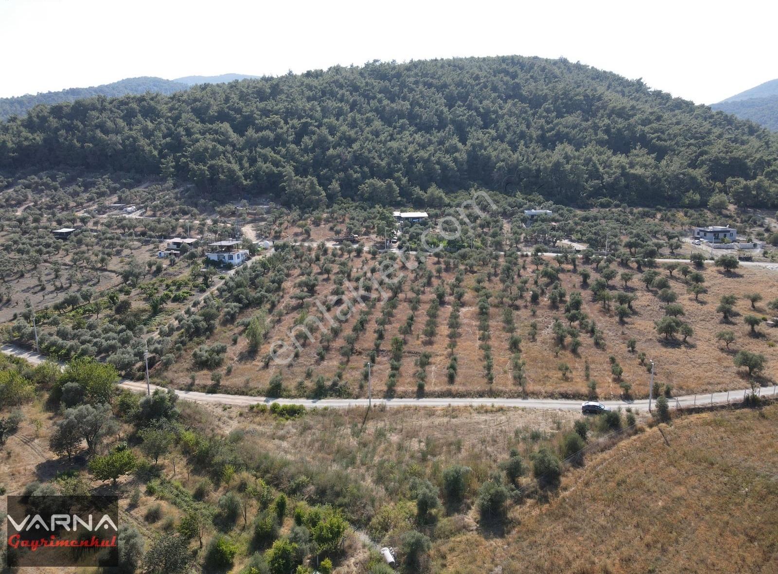 İzmir Menderes Ataköyde Satılık Tek Tapu 1.600 M2 Muhteşem Bahçe - Görsel 4