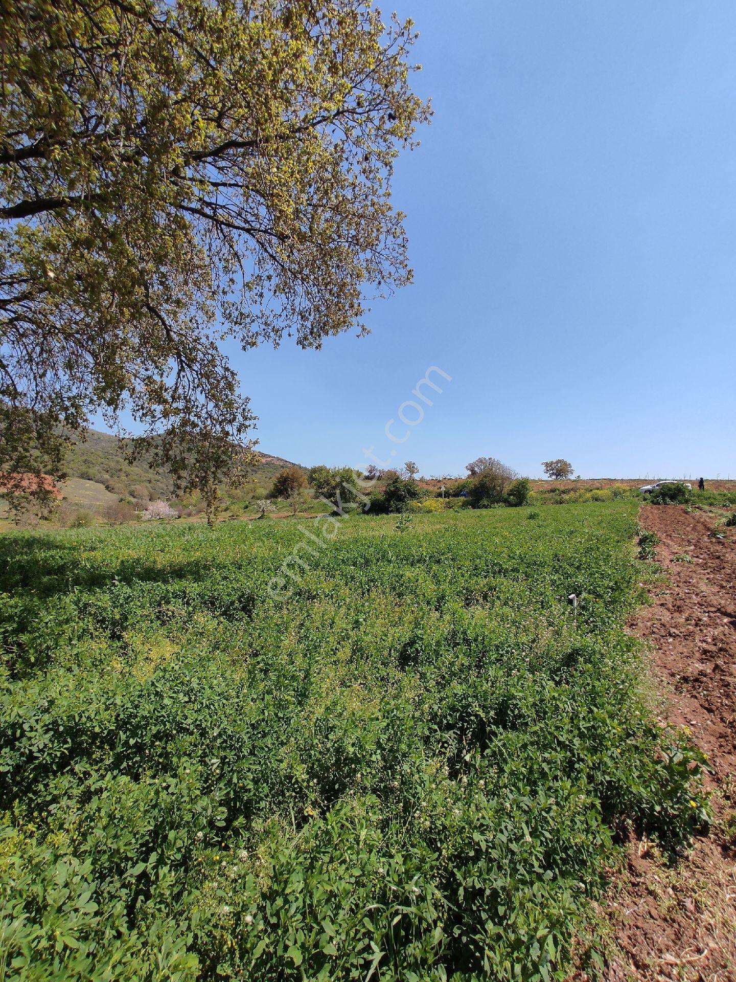 Yenişehir Orhangazi Yoluna Cephe Yatırımlık Tarla - Görsel 4