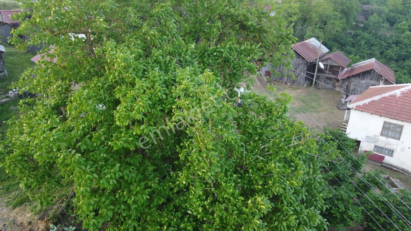 Akyazı Madenler Köyünde Fındık Bahçesi Ve Ev - Görsel 26