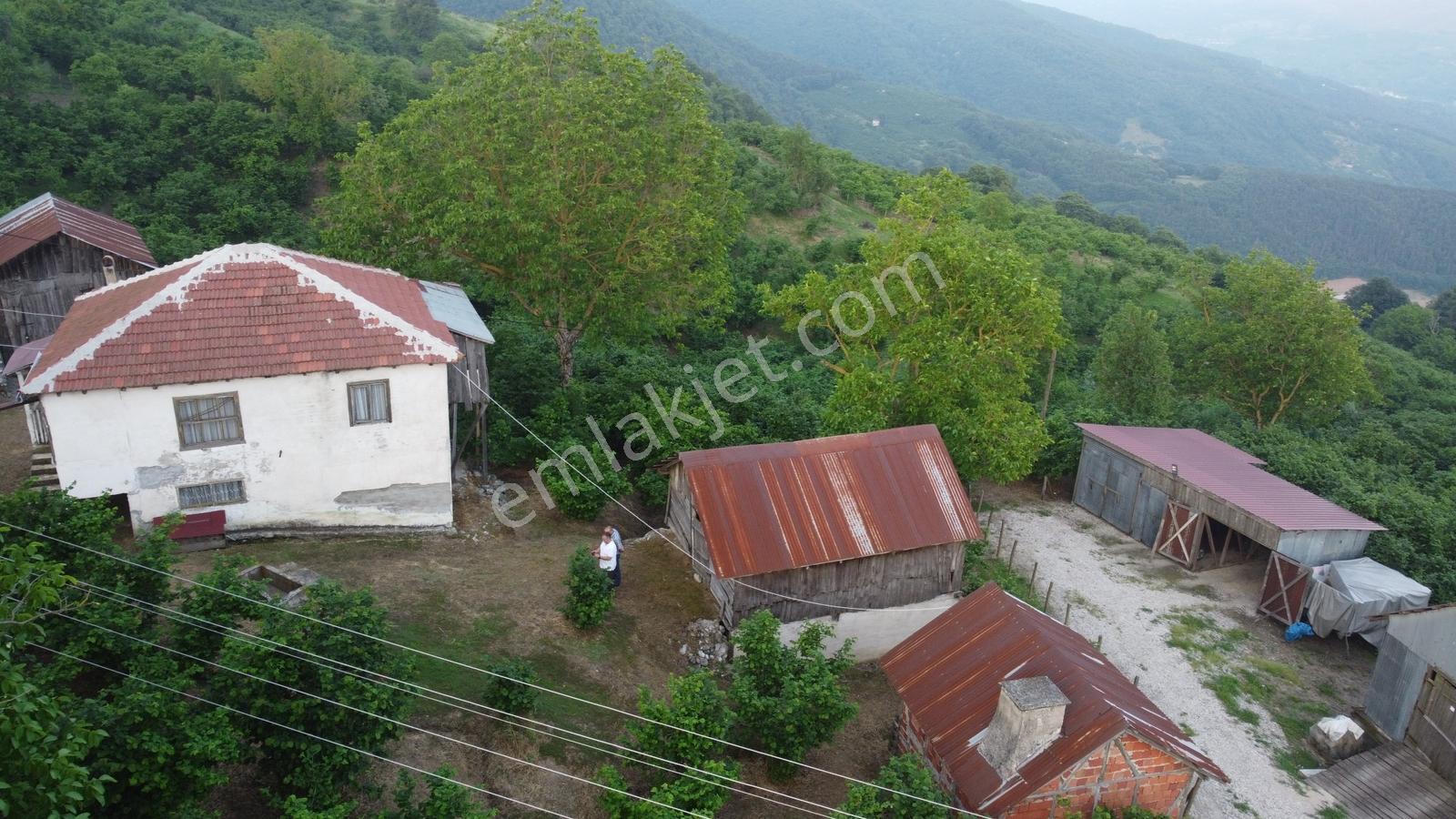 Akyazı Madenler Köyünde Fındık Bahçesi Ve Ev - Görsel 24