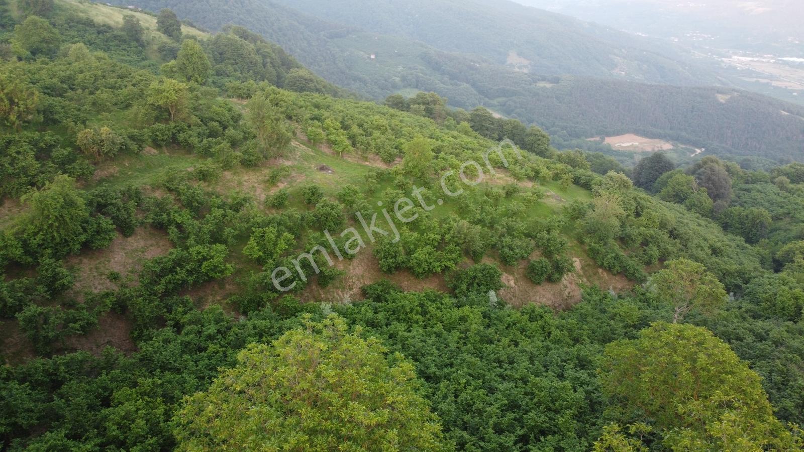 Akyazı Madenler Köyünde Fındık Bahçesi Ve Ev - Görsel 22