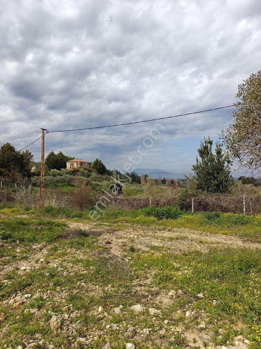 Söke Ağaçlı'da Deniz Manzaralı 11 Dönüm Tarla Ve Zeytinlik - Görsel 27
