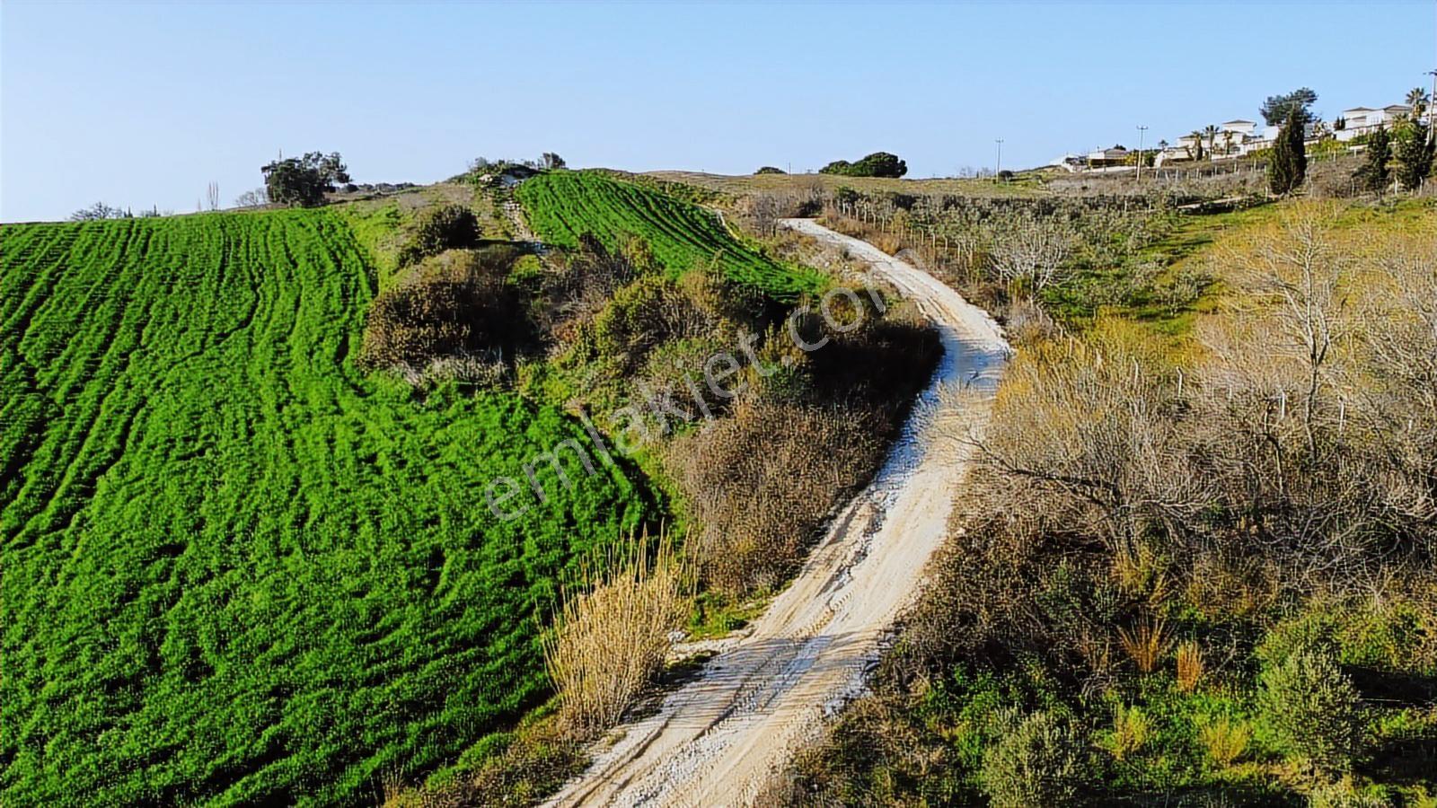 Kuşadası Yayla'da Resmi Yol Cepheli 17 Dönüm Zeytinlik - Görsel 26