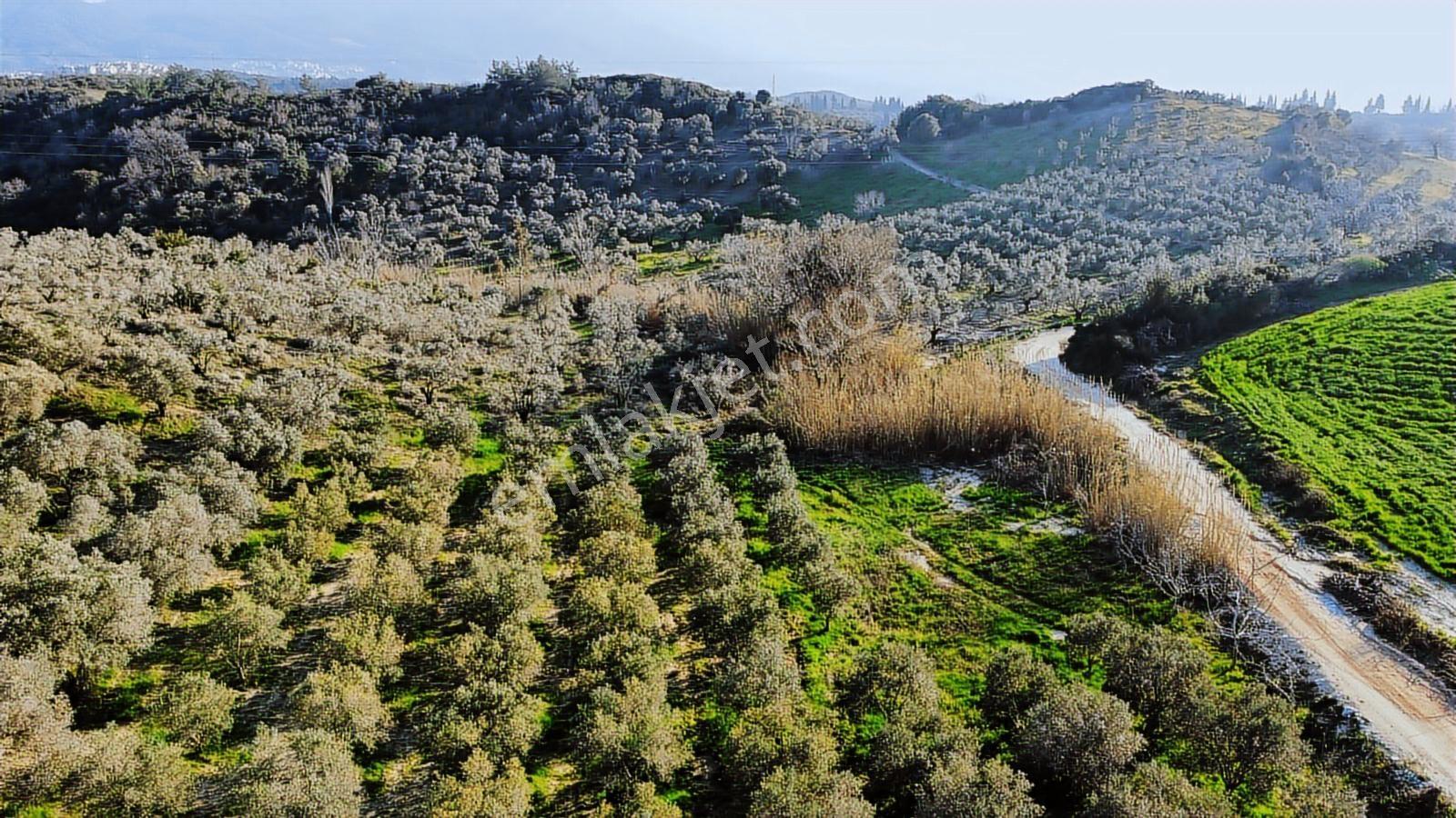 Kuşadası Yayla'da Resmi Yol Cepheli 17 Dönüm Zeytinlik
