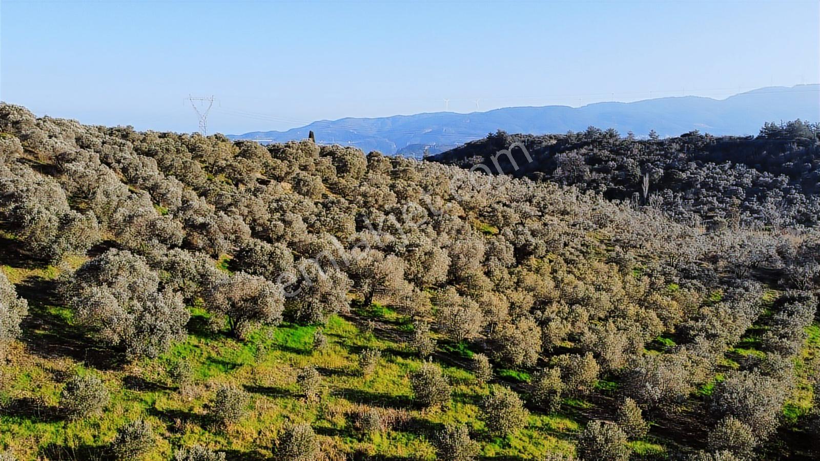 Kuşadası Yayla'da Resmi Yol Cepheli 17 Dönüm Zeytinlik - Görsel 16
