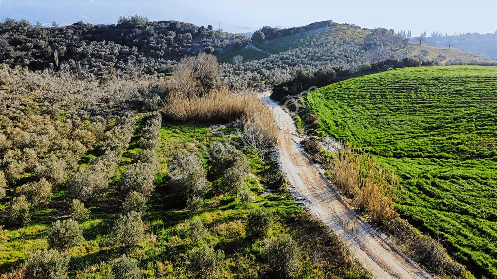 Kuşadası Yayla'da Resmi Yol Cepheli 17 Dönüm Zeytinlik - Görsel 7