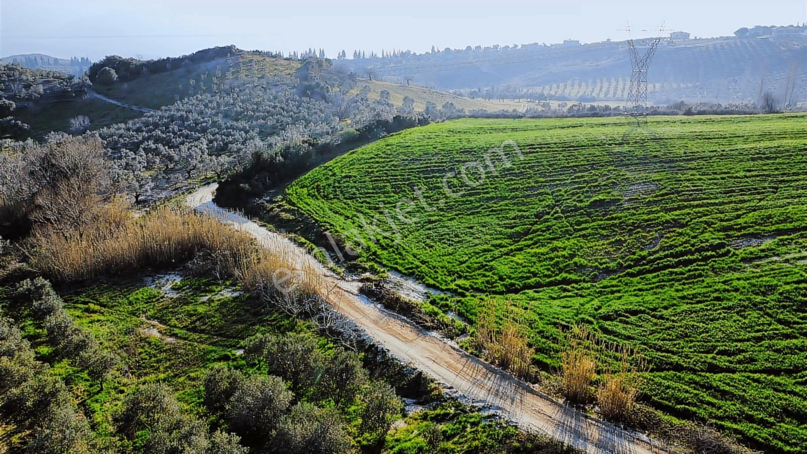 Kuşadası Yayla'da Resmi Yol Cepheli 17 Dönüm Zeytinlik - Görsel 35