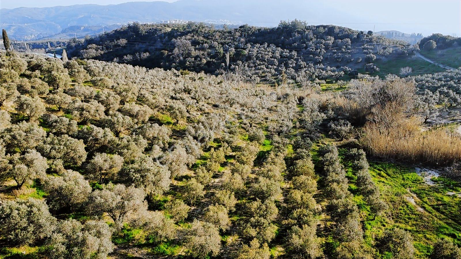 Kuşadası Yayla'da Resmi Yol Cepheli 17 Dönüm Zeytinlik - Görsel 32
