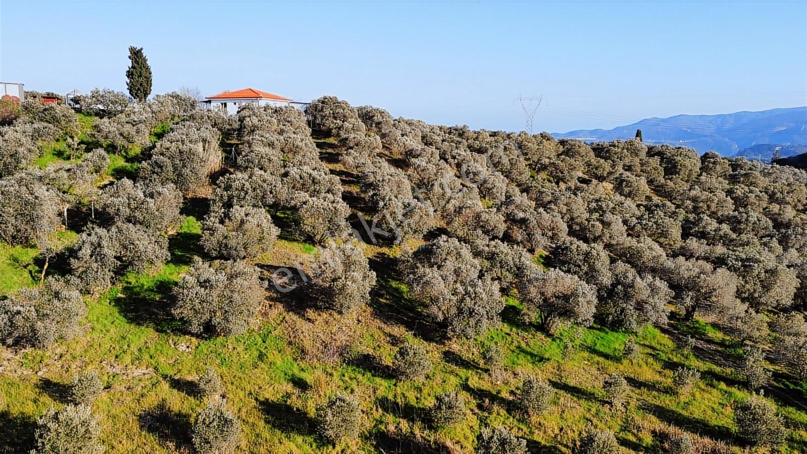 Kuşadası Yayla'da Resmi Yol Cepheli 17 Dönüm Zeytinlik - Görsel 2