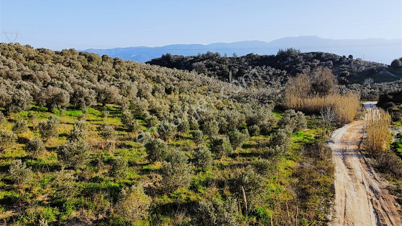 Kuşadası Yayla'da Resmi Yol Cepheli 17 Dönüm Zeytinlik - Görsel 25