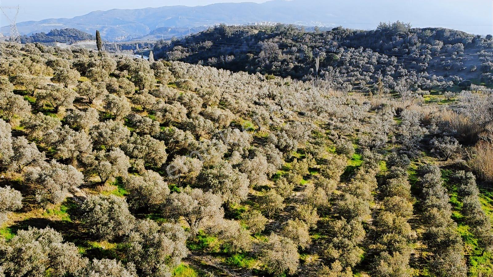 Kuşadası Yayla'da Resmi Yol Cepheli 17 Dönüm Zeytinlik - Görsel 12