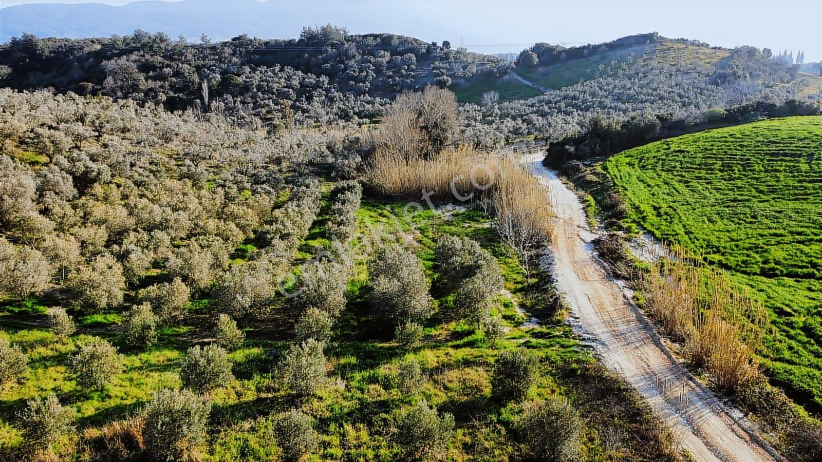 Kuşadası Yayla'da Resmi Yol Cepheli 17 Dönüm Zeytinlik - Görsel 28