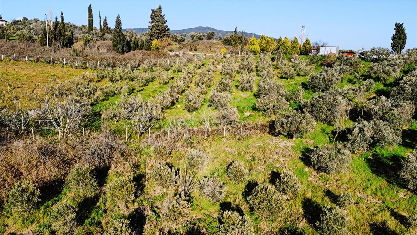 Kuşadası Yayla'da Resmi Yol Cepheli 17 Dönüm Zeytinlik - Görsel 8