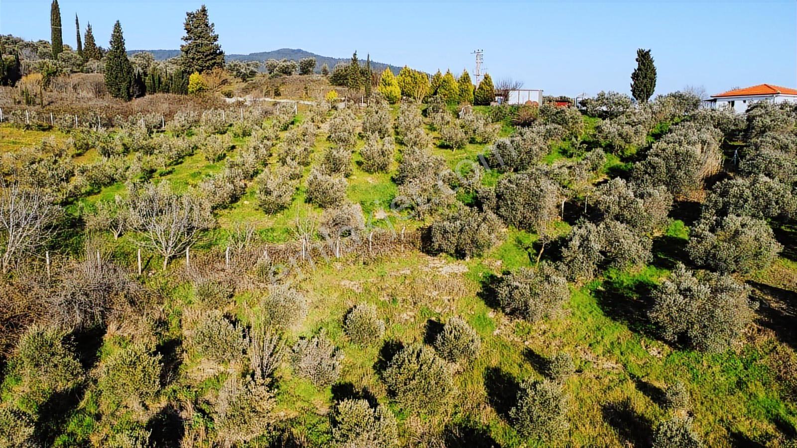 Kuşadası Yayla'da Resmi Yol Cepheli 17 Dönüm Zeytinlik - Görsel 10
